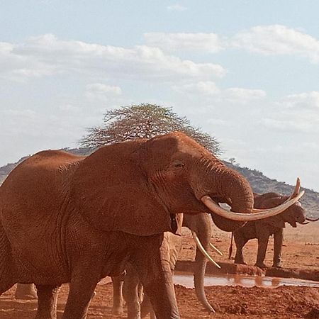 Voi Tausa Tsavo Eco Lodge מראה חיצוני תמונה