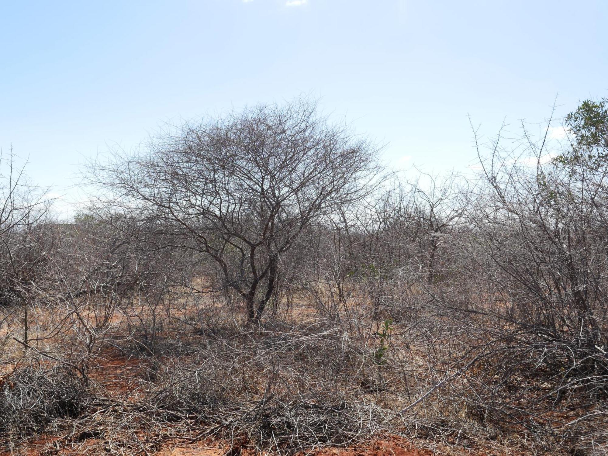 Voi Tausa Tsavo Eco Lodge מראה חיצוני תמונה