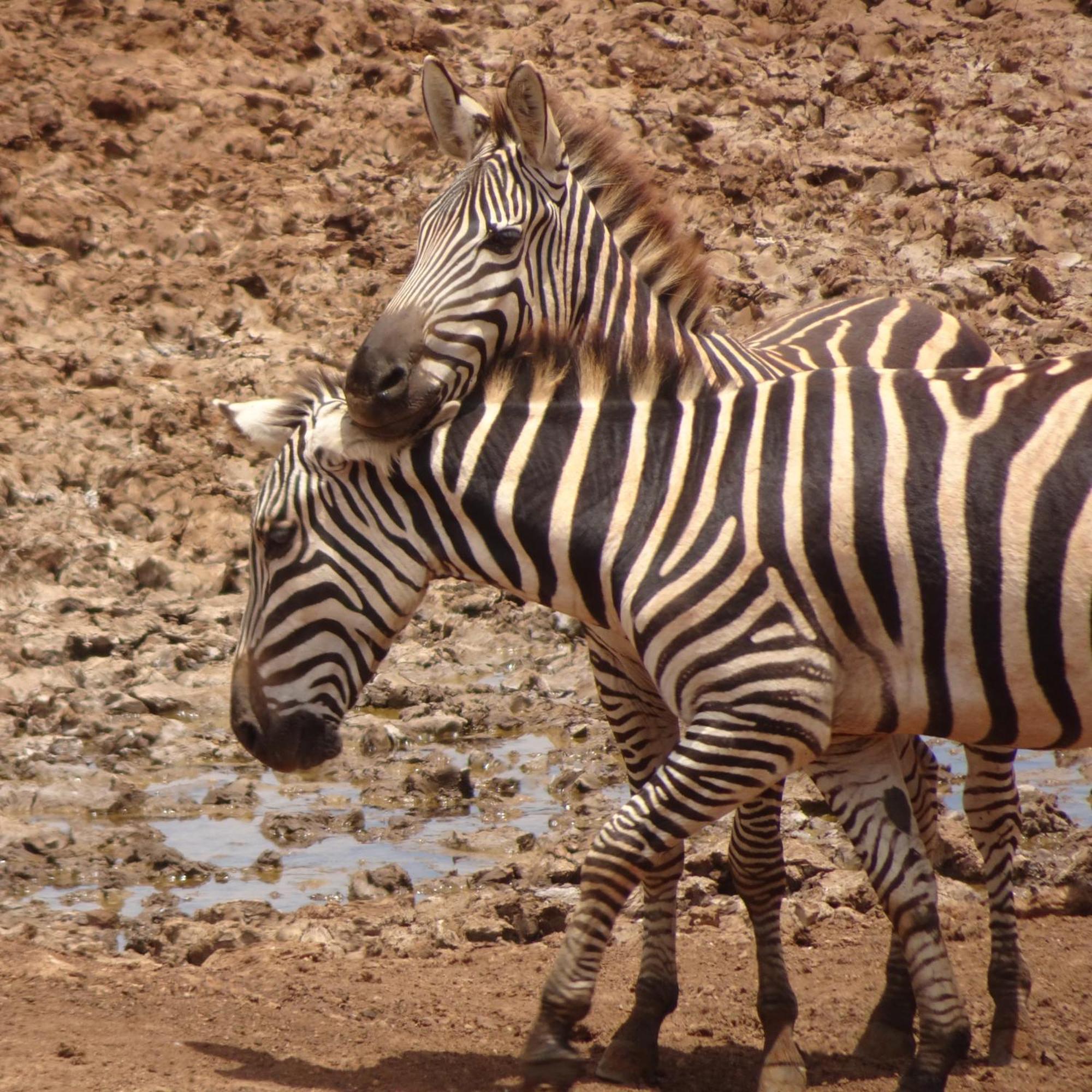 Voi Tausa Tsavo Eco Lodge מראה חיצוני תמונה