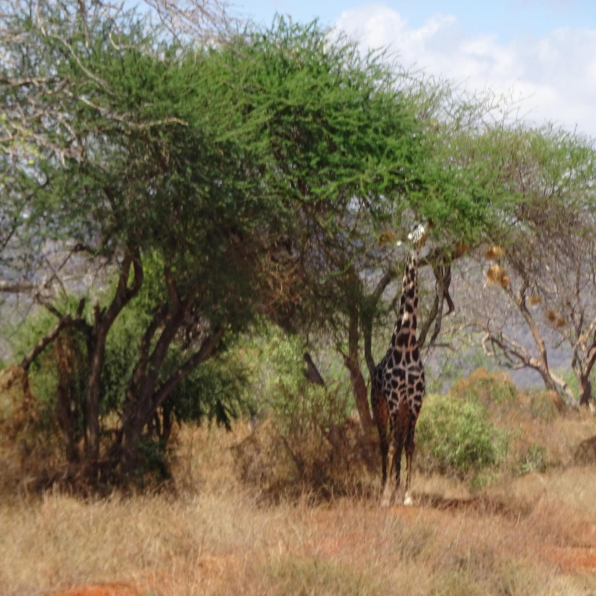 Voi Tausa Tsavo Eco Lodge מראה חיצוני תמונה