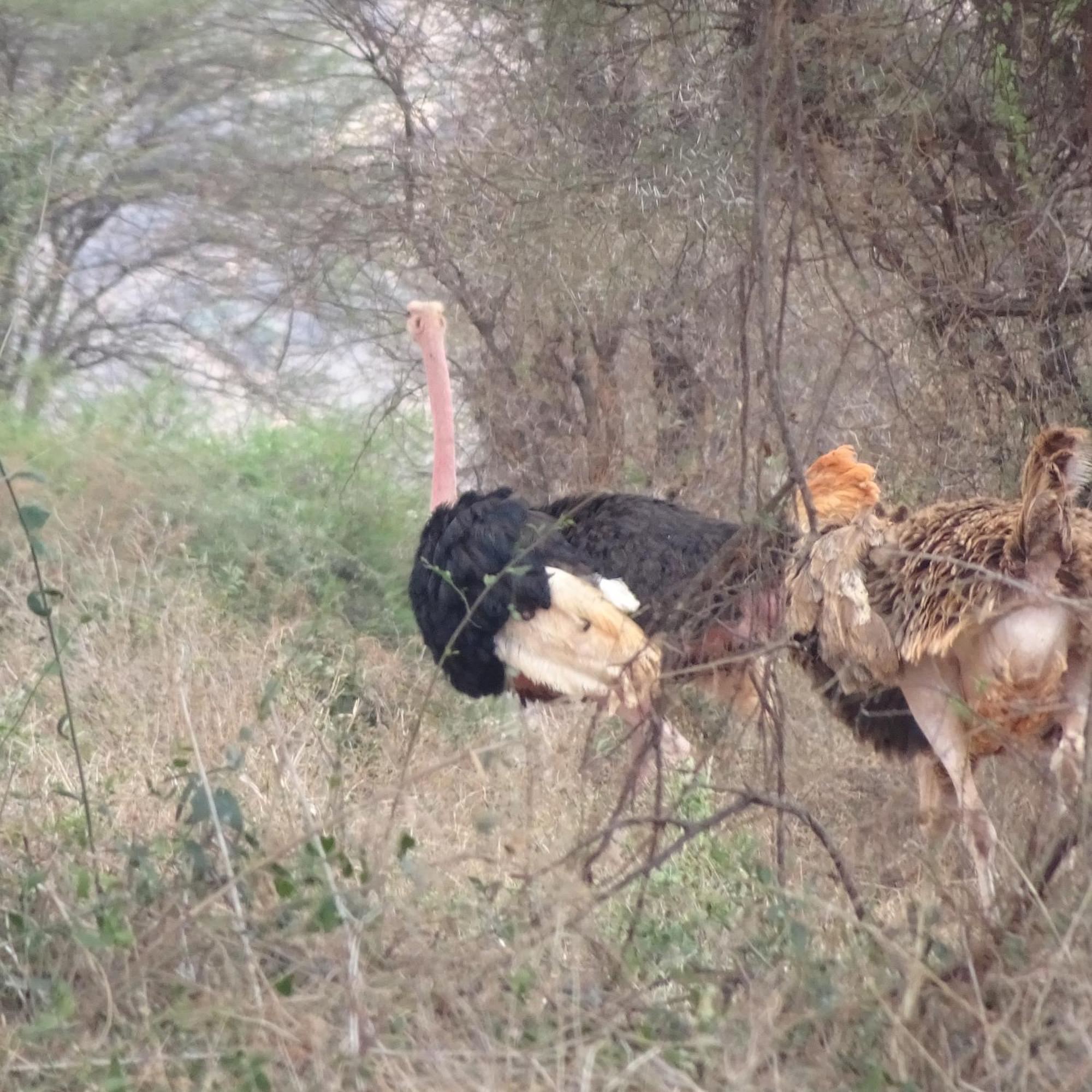 Voi Tausa Tsavo Eco Lodge מראה חיצוני תמונה