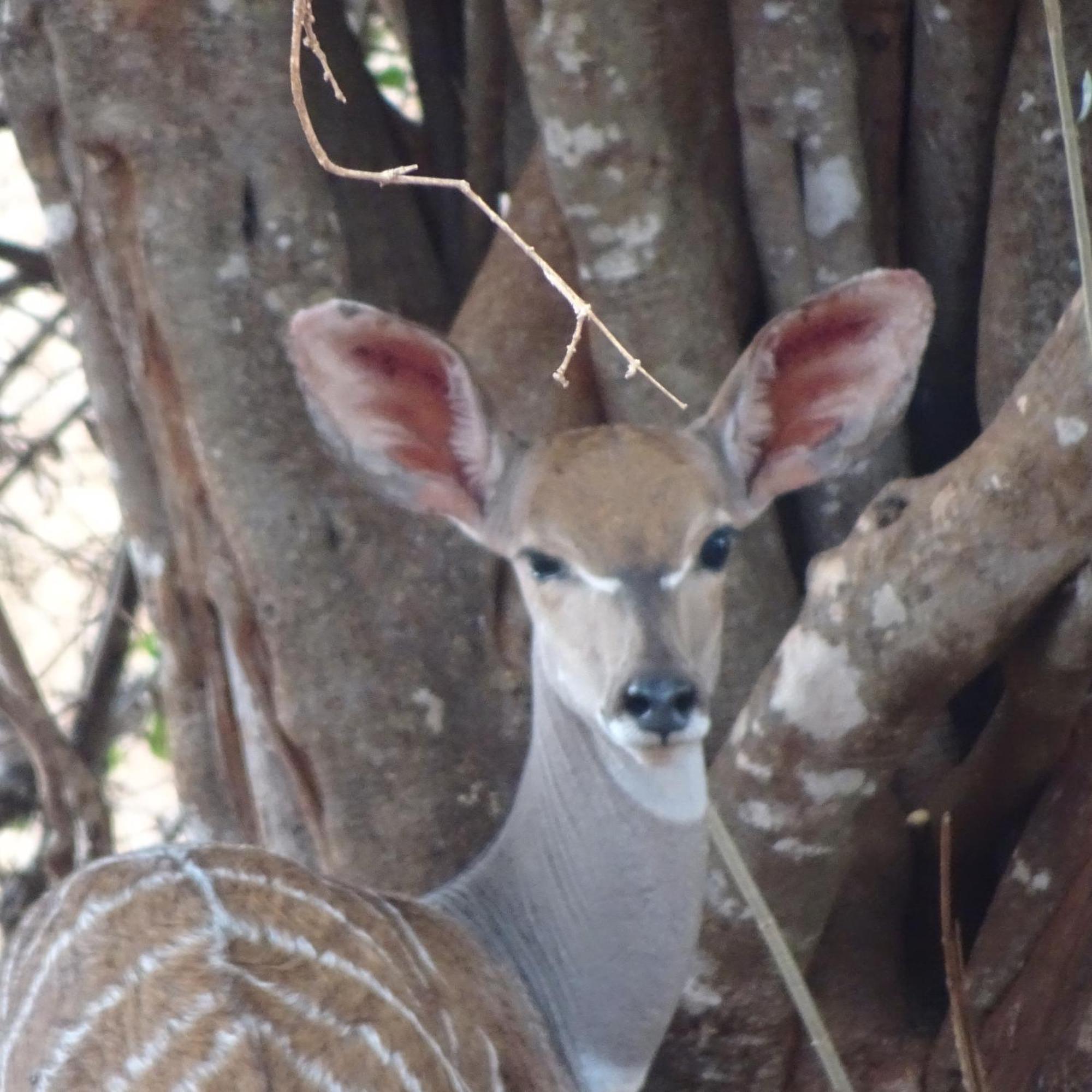 Voi Tausa Tsavo Eco Lodge מראה חיצוני תמונה