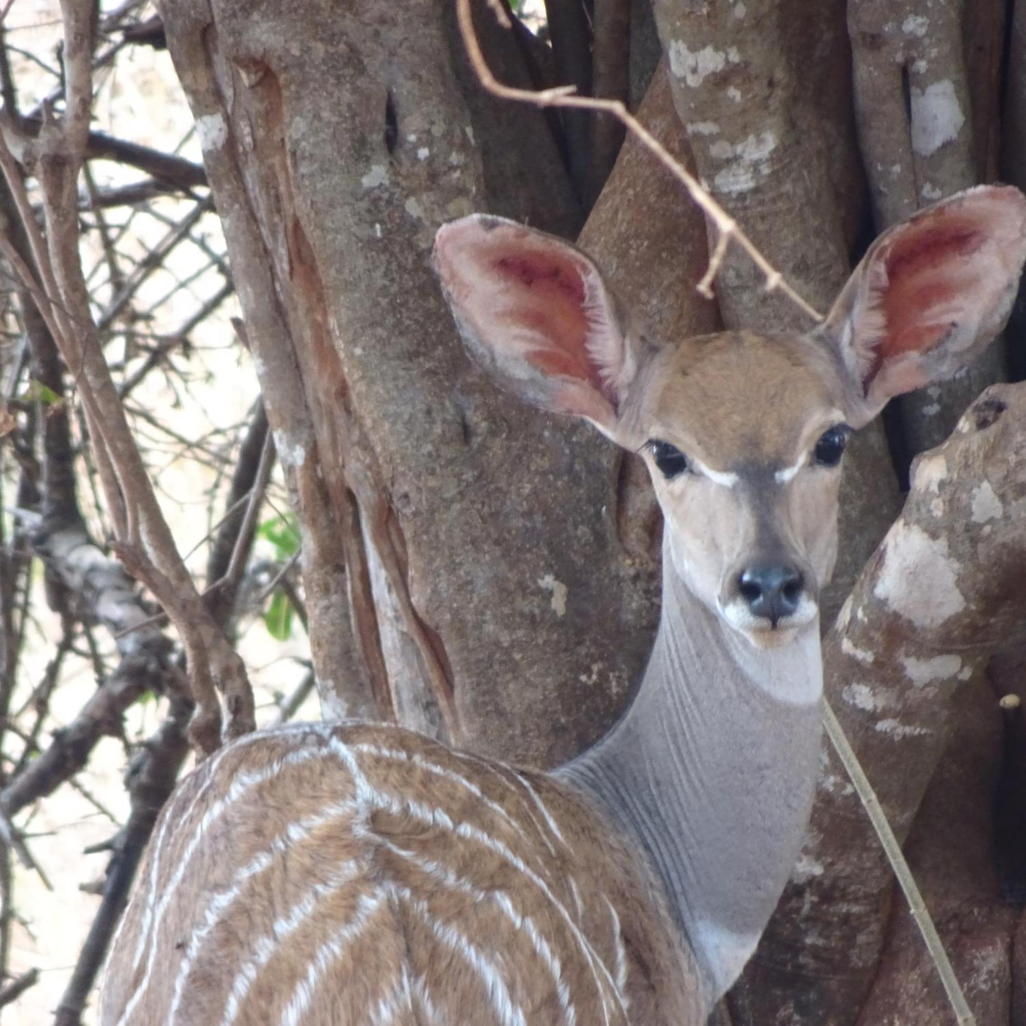 Voi Tausa Tsavo Eco Lodge מראה חיצוני תמונה